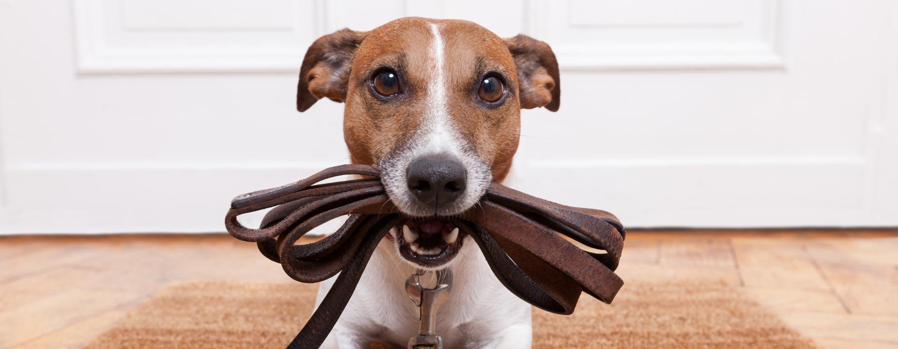 a dog wearing a garment